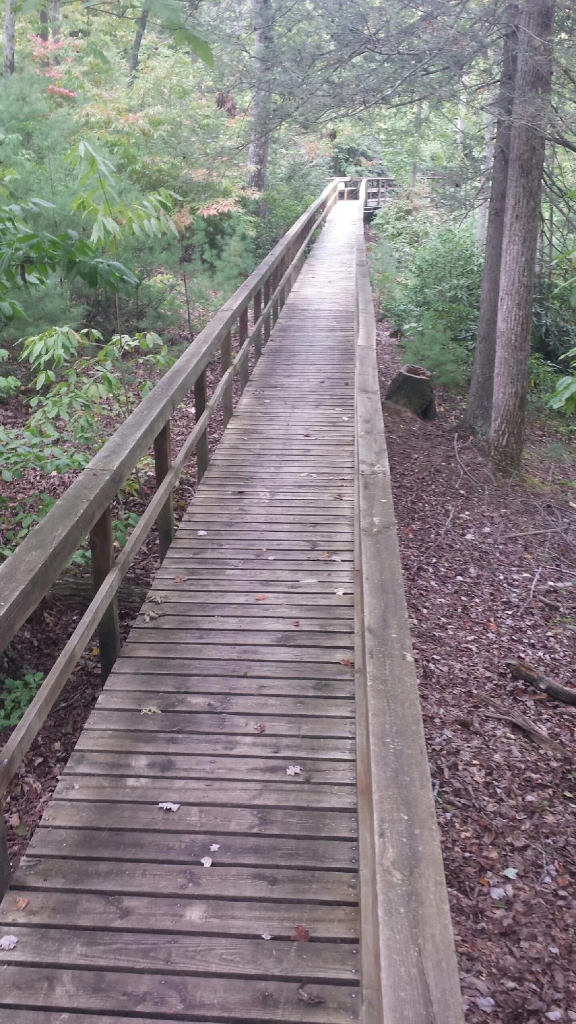 Long wood walkway with handrails built through the woods in Kimball